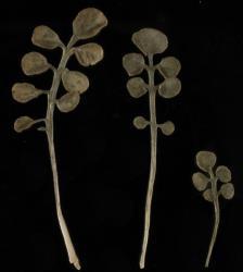 Cardamine parvula. Rosette leaves (CHR 358809).
 Image: P.B. Heenan © Landcare Research 2019 CC BY 3.0 NZ